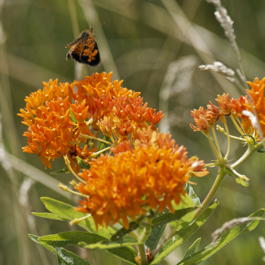 Northern crescent butterfly and butterfly milkweed by rminer
