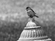 13th Jul 2023 - house sparrow