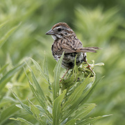 13th Jul 2023 - song sparrow