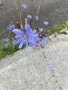 13th Jul 2023 - Blue Flowers 