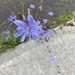 Blue Flowers  by spanishliz