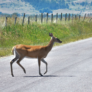12th Jul 2023 - She Slowly Crossed In Front Of Our Truck...