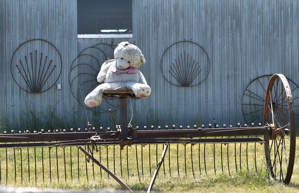 Teddy Riding On Old Farm Equipment by bjywamer