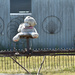 Teddy Riding On Old Farm Equipment