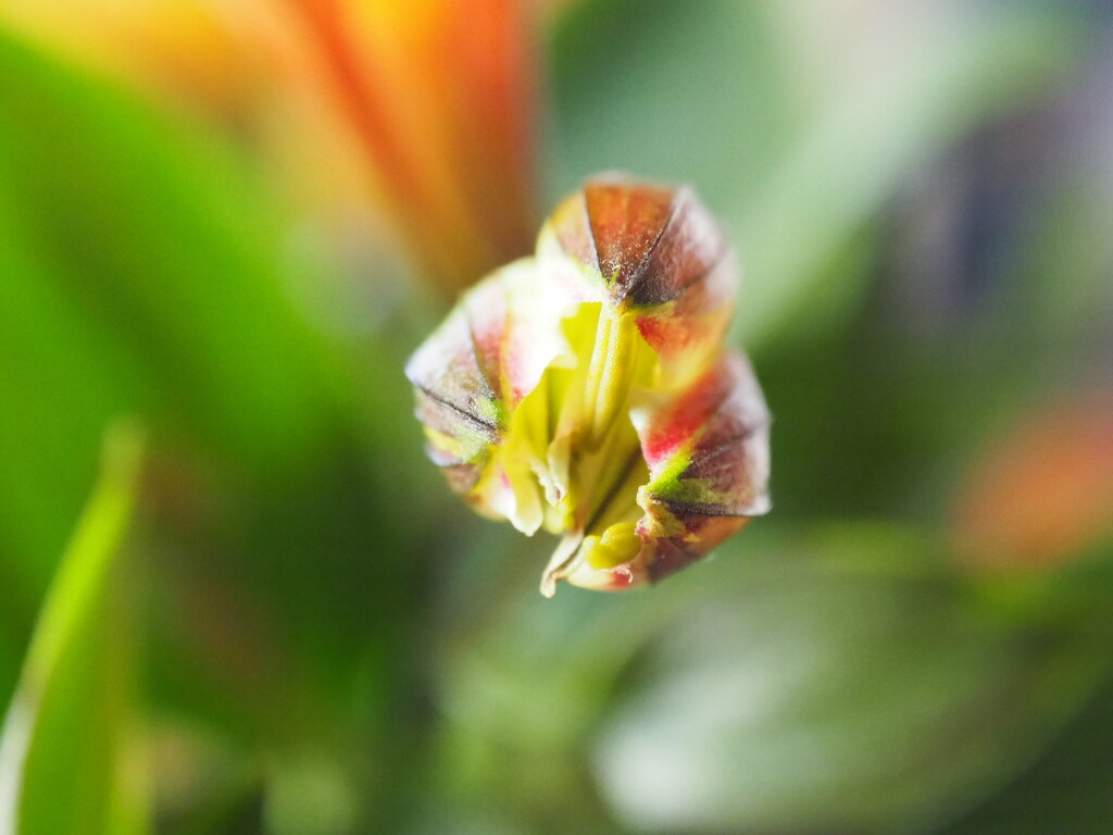 Alstromeria Bud by Dawn