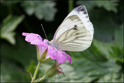 13th Jul 2023 - 13 Green-Veined White Butterfly