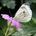 13 Green-Veined White Butterfly by marshwader
