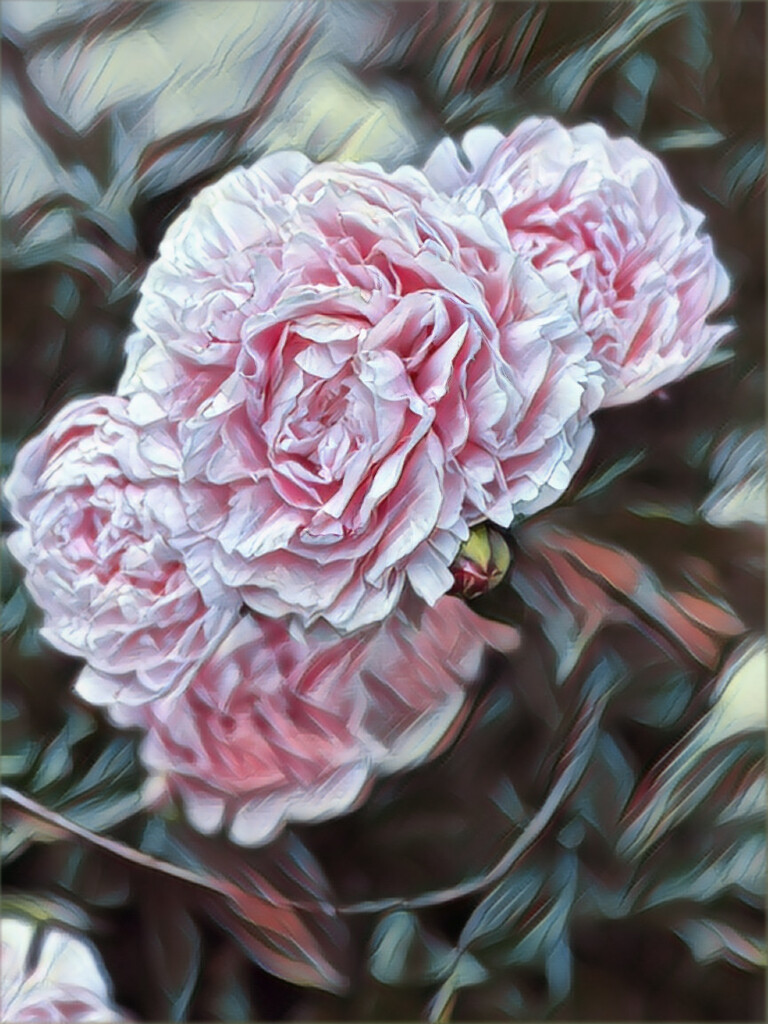 My Peonies by radiogirl