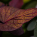 Rust Colored Leaf by judyc57