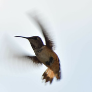 13th Jul 2023 - Hummingbird