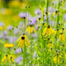 Wildflowers at Hickory Hills by bluemoon