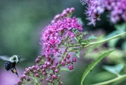 13th Jul 2023 - spirea and bee