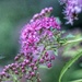 spirea and bee by amyk