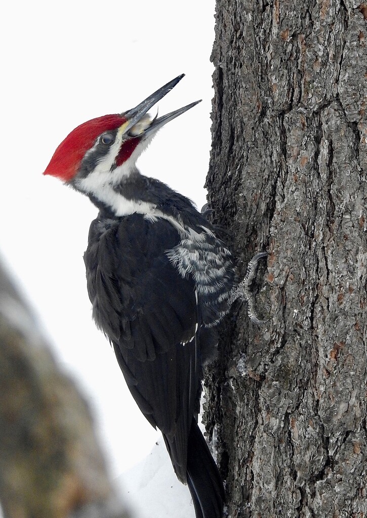 Pileated by sunnygreenwood