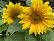 8th Jul 2023 - sunflowers after rain