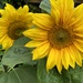 sunflowers after rain by cam365pix