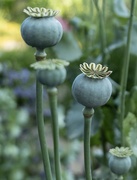 29th Jun 2023 - Poppy seed heads