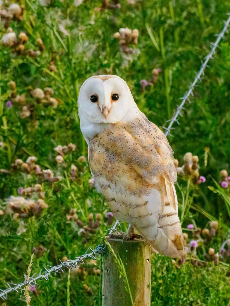 Barn Owl. by padlock