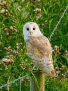 14th Jul 2023 - Barn Owl.