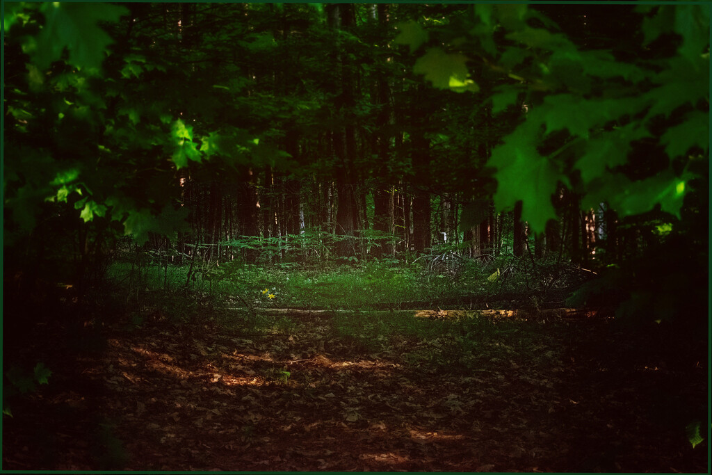 A dark forest by 365projectorgchristine