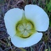 Sego Lily by stownsend