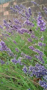 14th Jul 2023 - Bees and lavender 