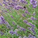 Bees and lavender  by 365projectorgjoworboys