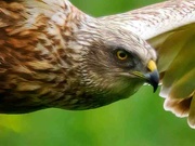 10th Jul 2023 - Marsh Harrier 