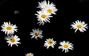 14th Jul 2023 - A spattering of daisies
