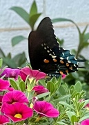 14th Jul 2023 - California Pipevine Swallowtail