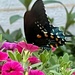 California Pipevine Swallowtail on 365 Project
