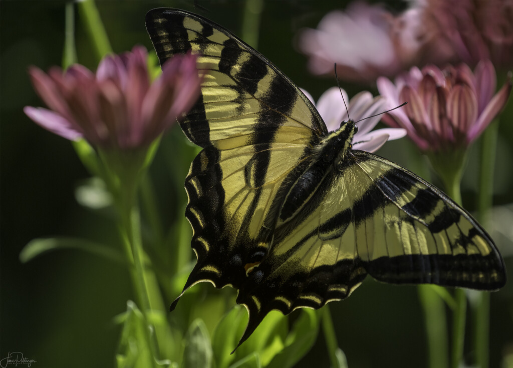 Swallowtail in the Daisies by jgpittenger