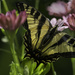 Swallowtail in the Daisies by jgpittenger