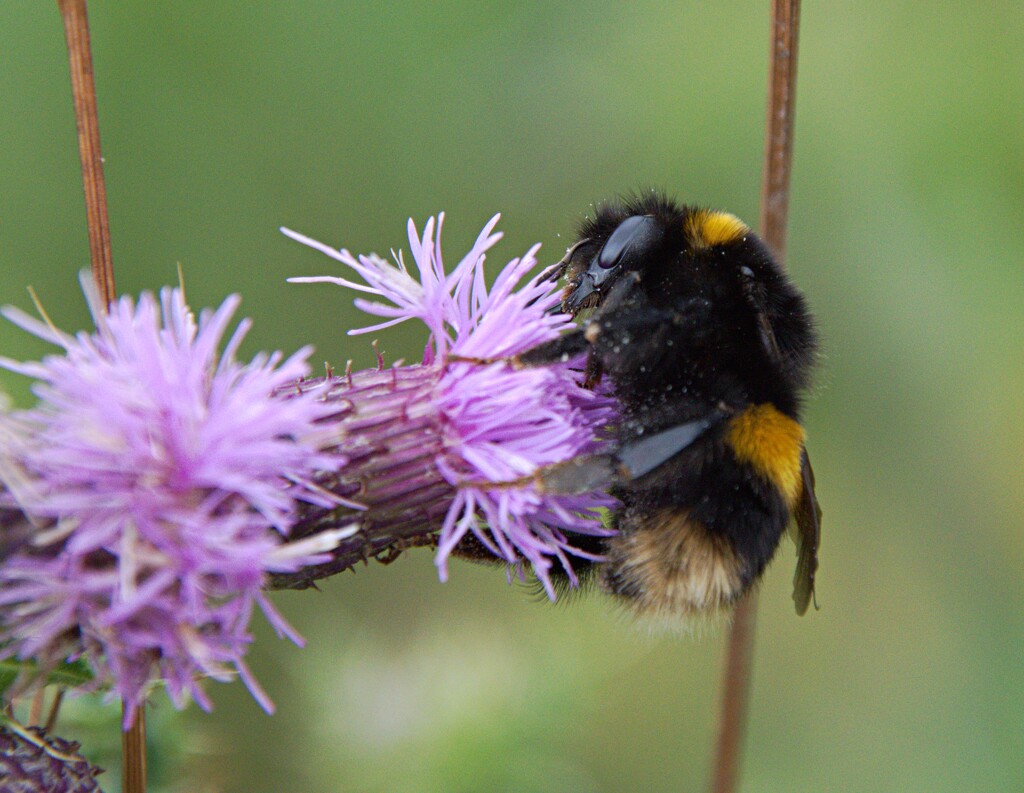 bumble bee on a thistle by ollyfran