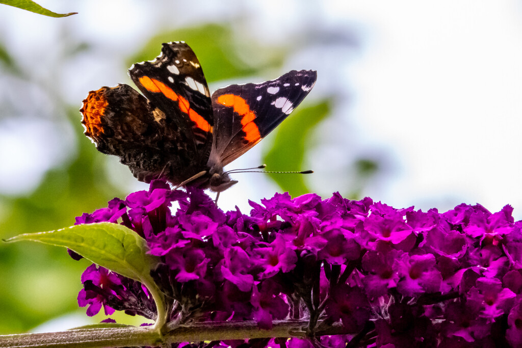 Red Admiral by carole_sandford