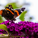 Red Admiral by carole_sandford