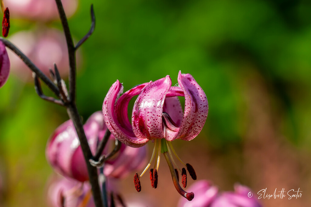 Lilium martagon by elisasaeter