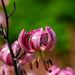 Lilium martagon by elisasaeter