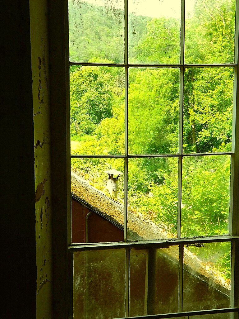 Window Woodland View  by ajisaac