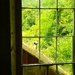 Window Woodland View  by ajisaac