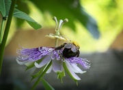 15th Jul 2023 - Bumble bee back...