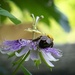 Bumble bee back... by marlboromaam