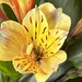 Alstromeria flower  by Dawn