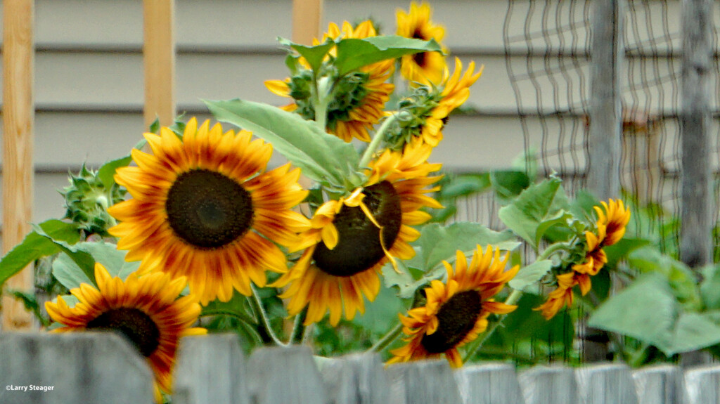 Peeping sunflower by larrysphotos