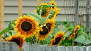 14th Jul 2023 - Peeping sunflower
