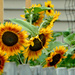 Peeping sunflower by larrysphotos