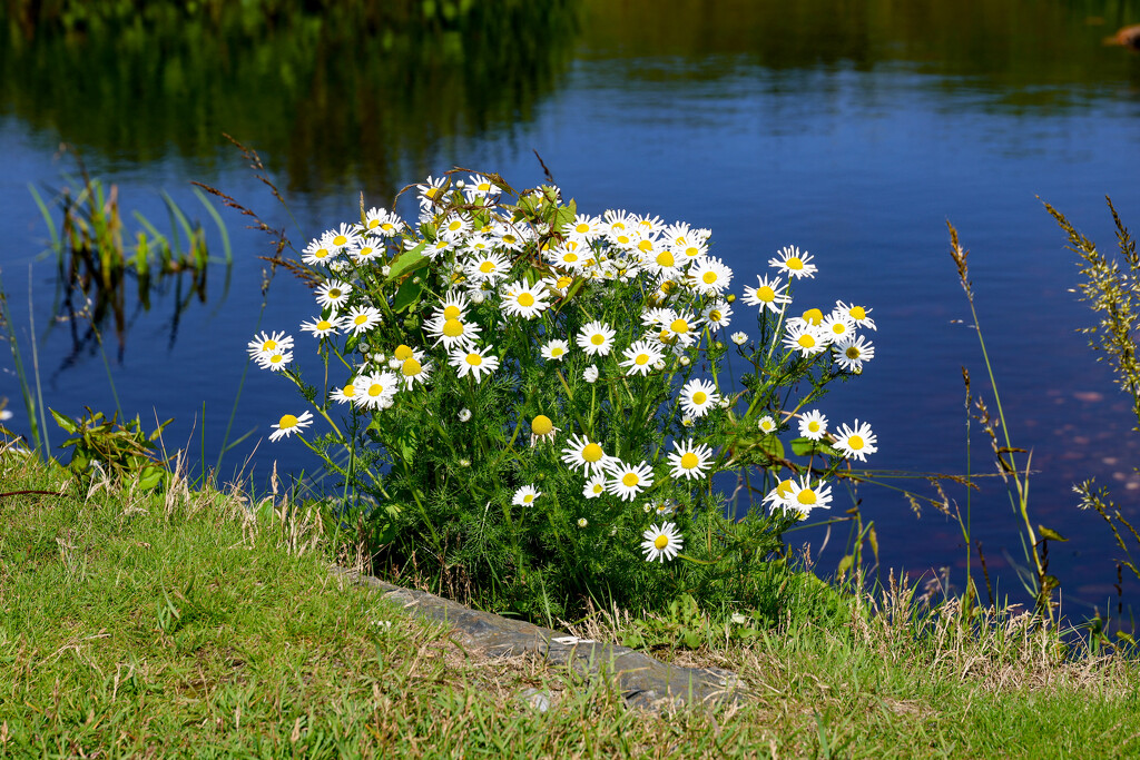 Mayweed by lifeat60degrees