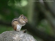 14th Jul 2023 - Nibbling in the shade.