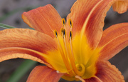 14th Jul 2023 - Tiger Lily Flower