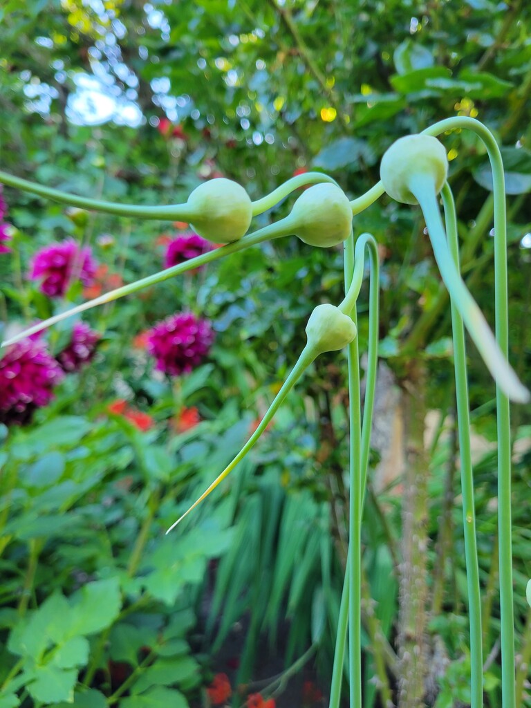 Garlic Scapes by kimmer50